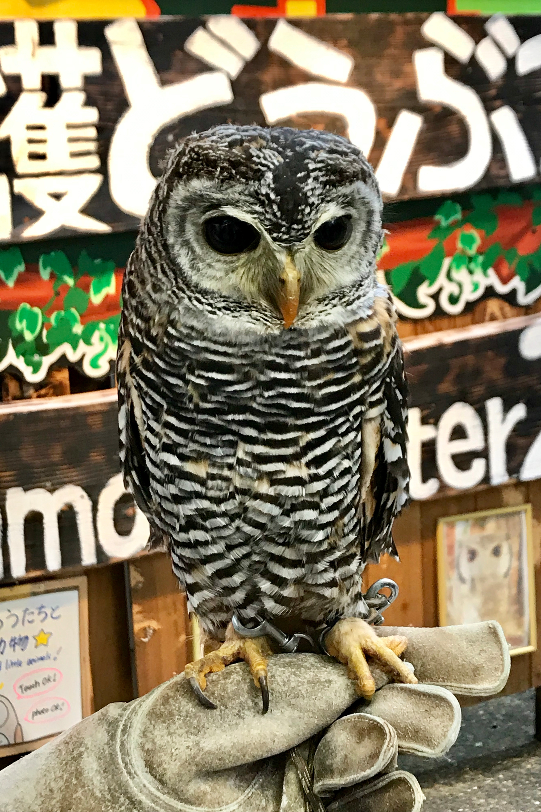 A barred owl is perched on a gloved hand, with colorful signs featuring Japanese characters in the background.