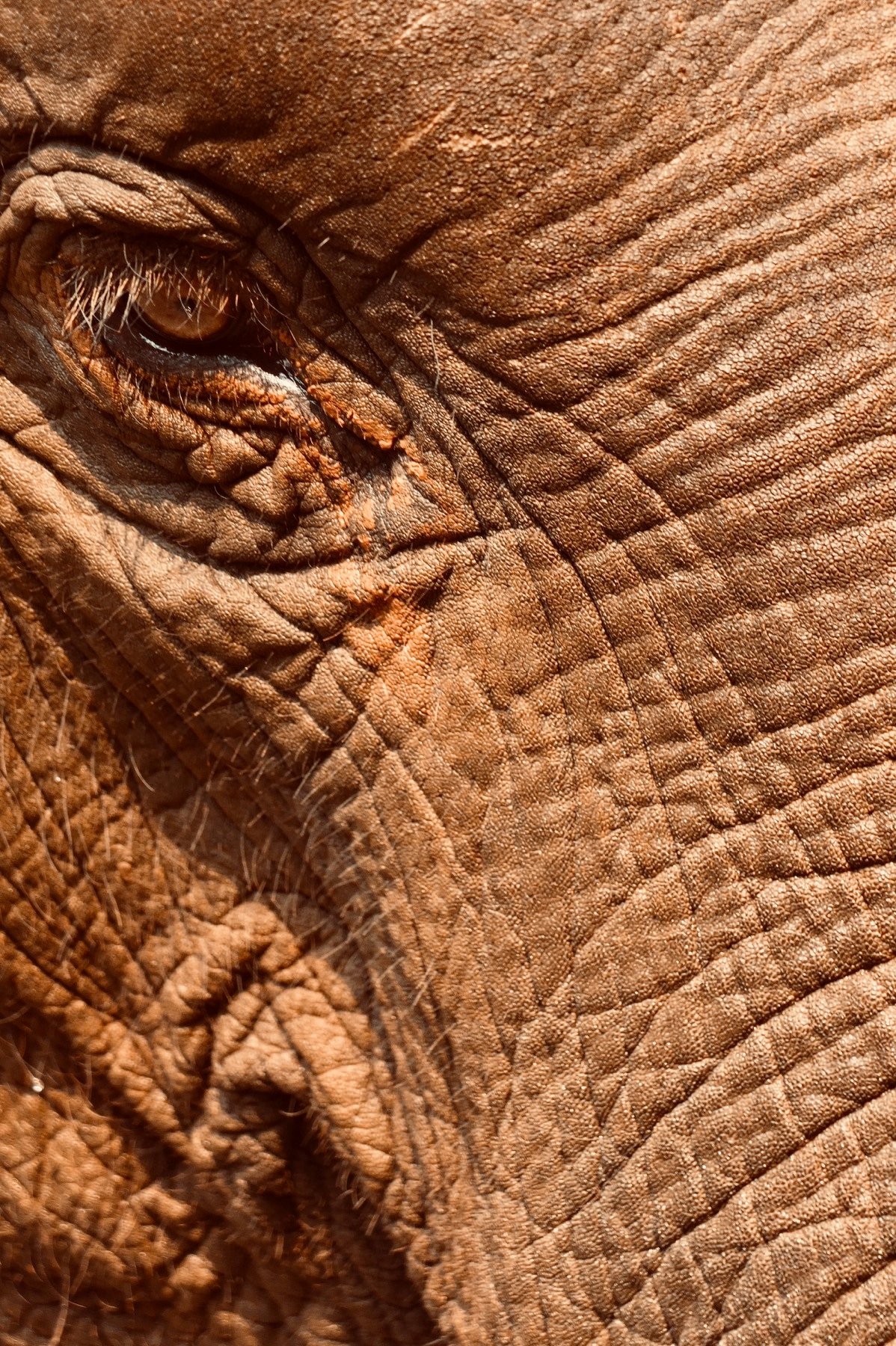 Elephant portrait