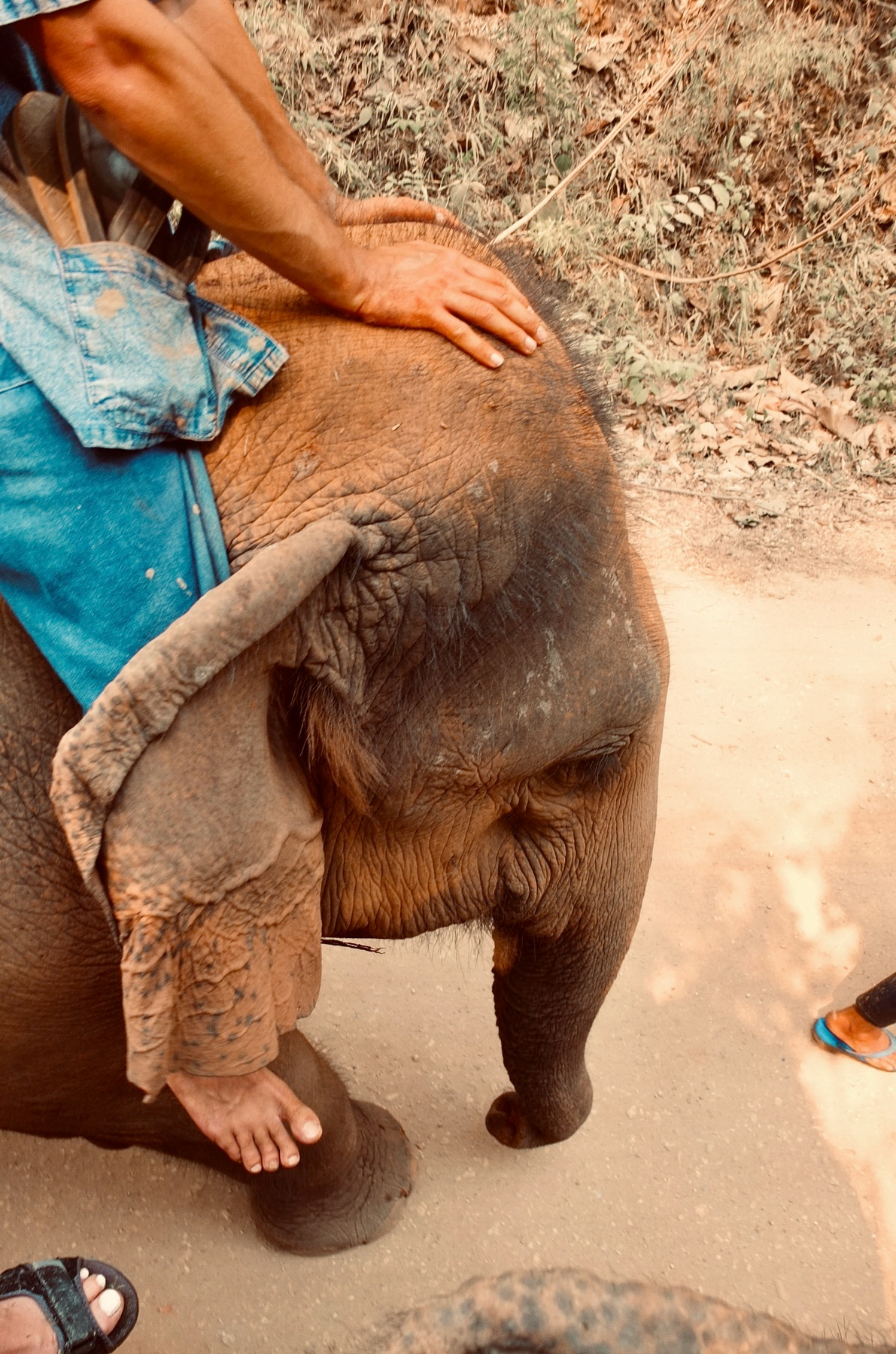 Elephant portrait