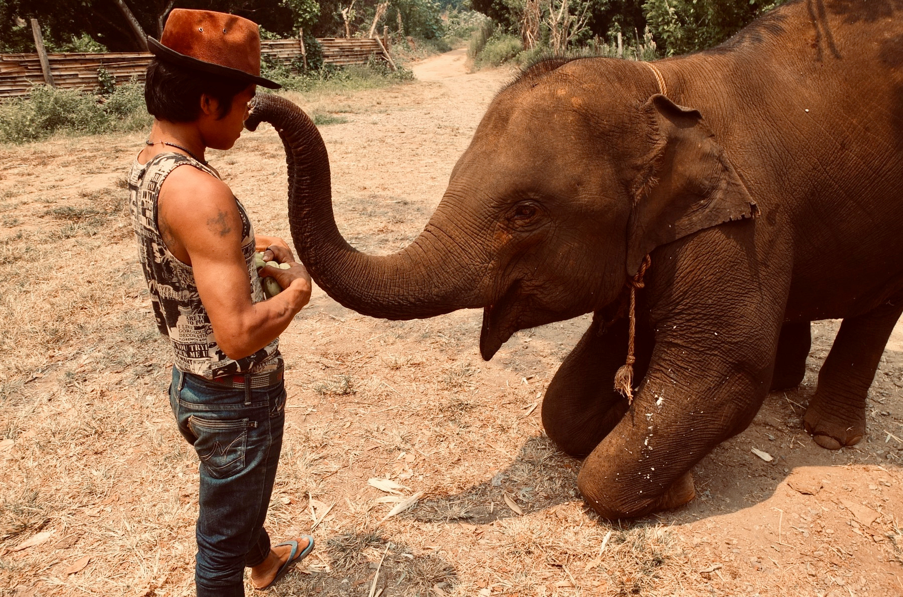Ethical elephant tourism