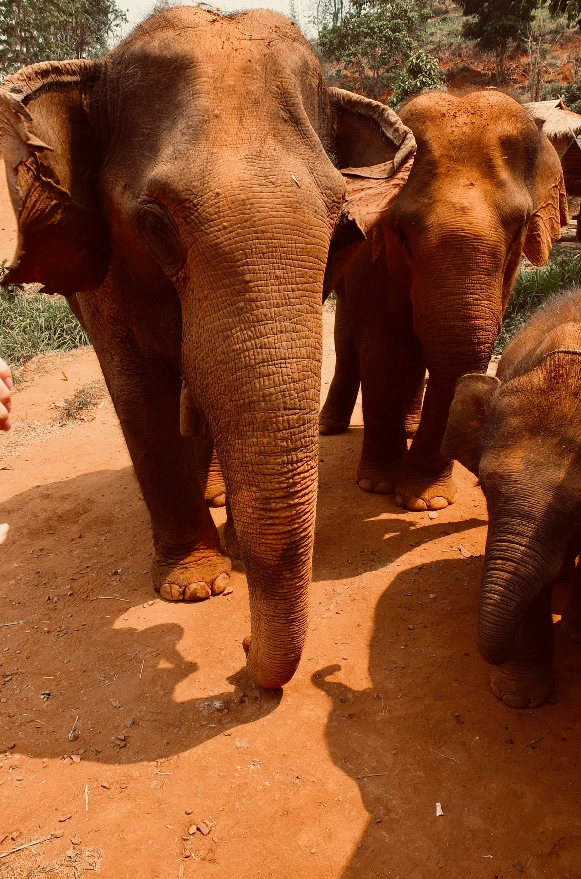 Close-up of elephant