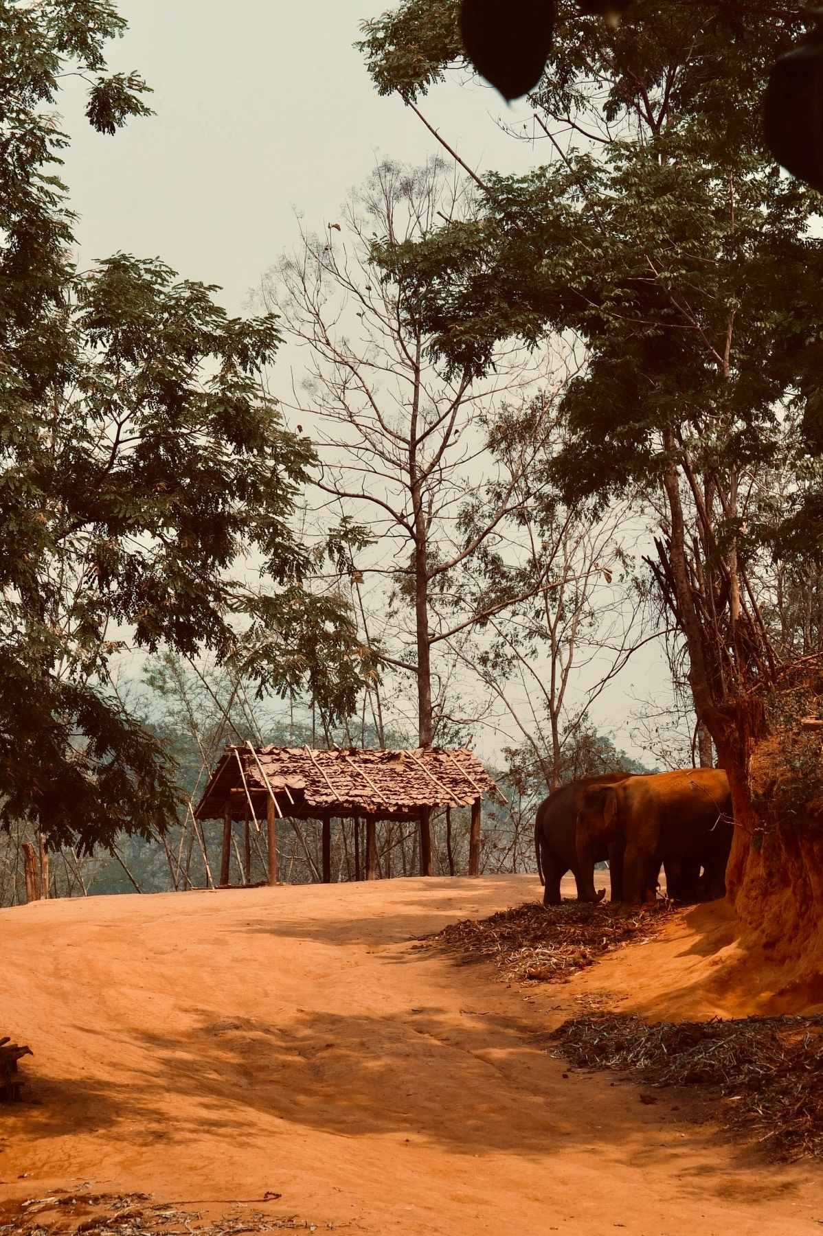 Elephant in natural habitat