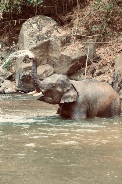 Feeding an elephant