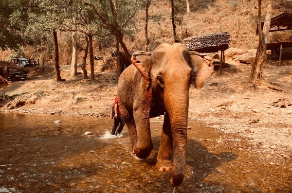 Elephant eating sugarcane