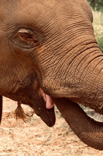 Elephant close-up