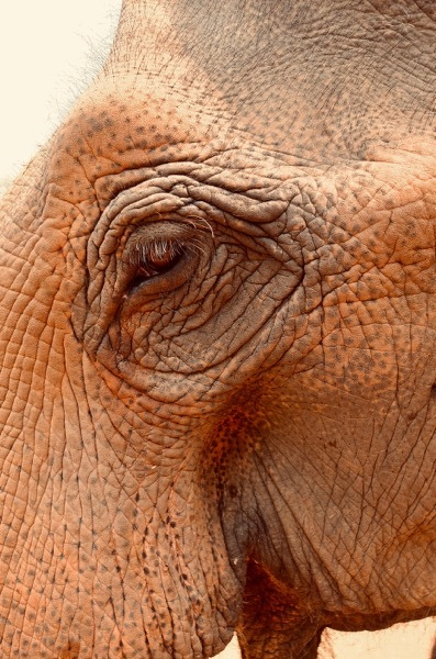 Elephant portrait