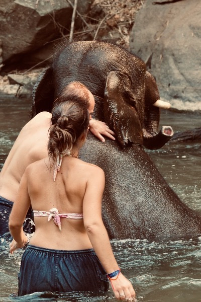 Elephant splashing water