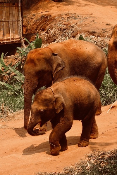 Elephant river bath