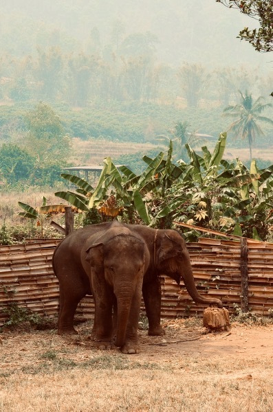 Elephant in the river