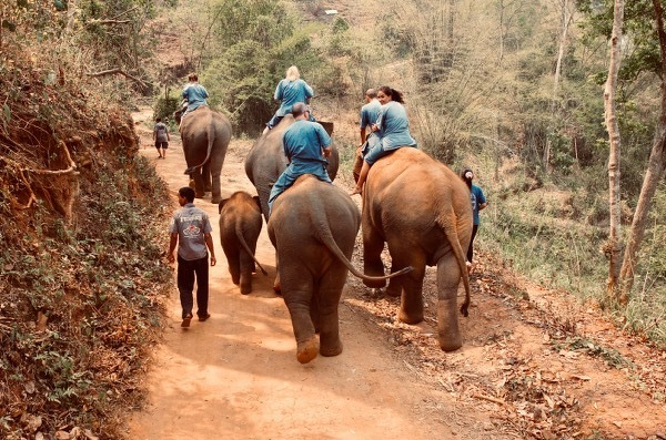 Bathing elephants
