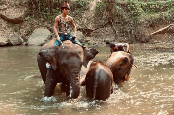 Elephant and traveler