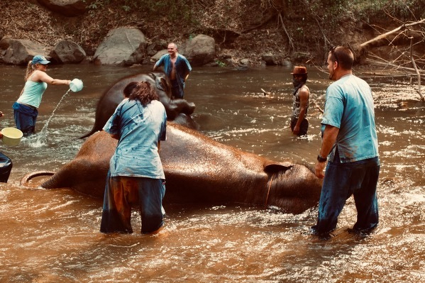 Happy elephants