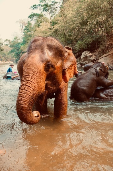 Elephant bath time