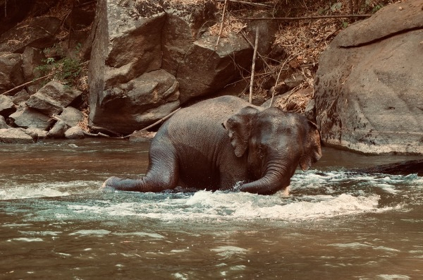 Elephant interaction