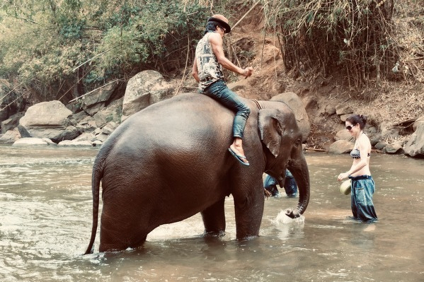 Elephant in landscape