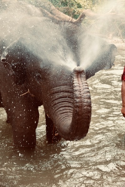Elephant portrait