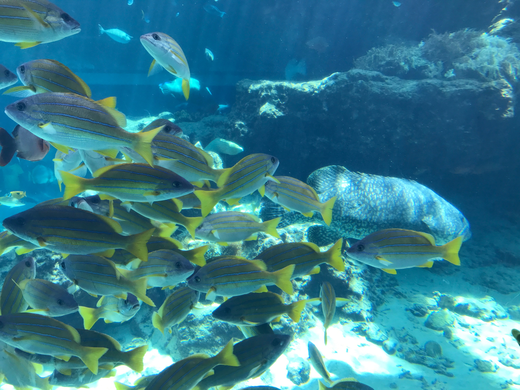 Okinawa Churaumi Aquarium, Japan (1 of 9)-2.