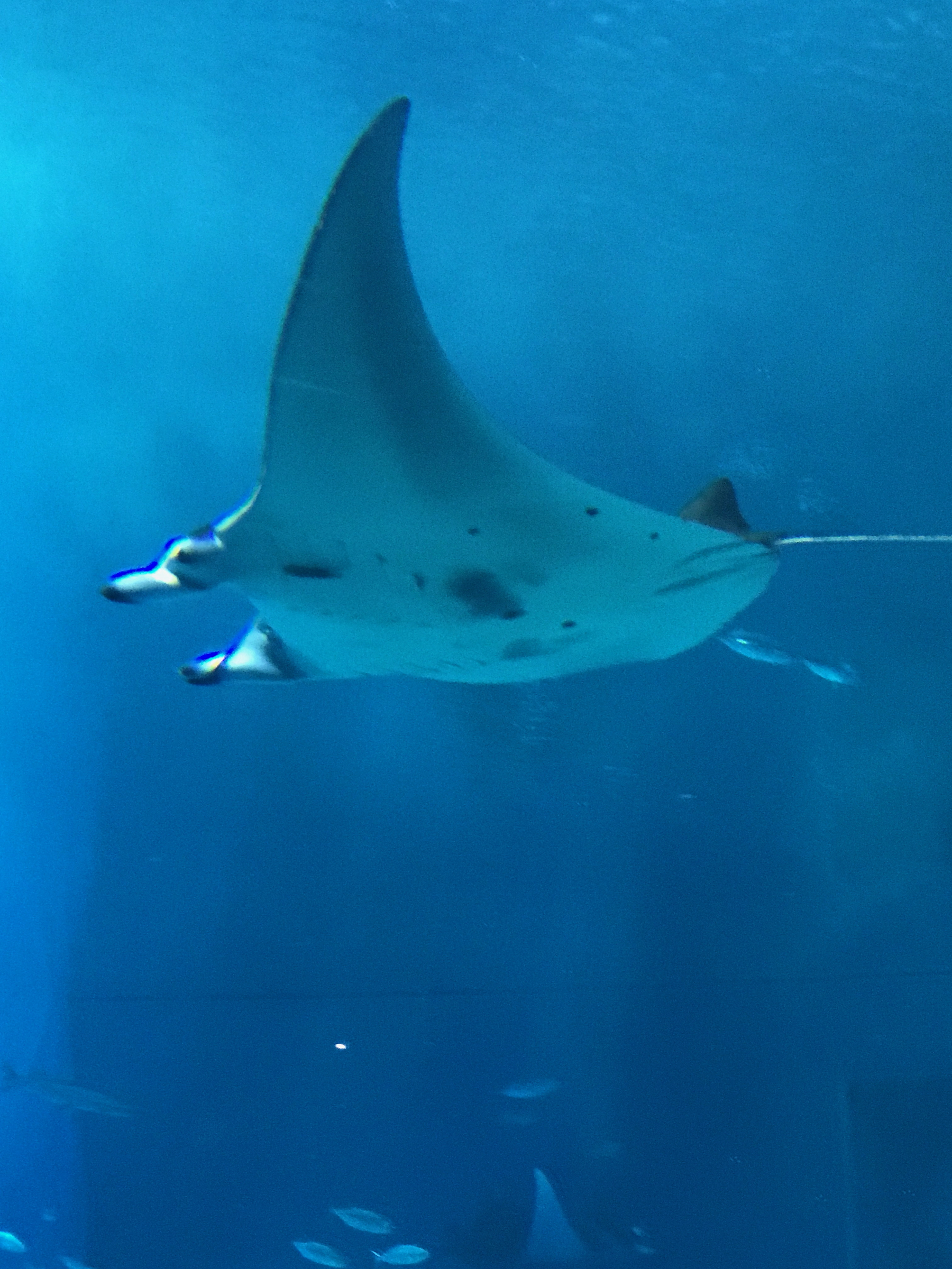 Okinawa Churaumi Aquarium, Japan (3 of 9)-5.