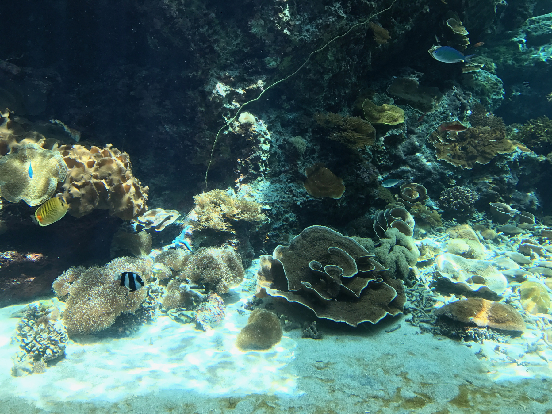 Okinawa Churaumi Aquarium, Japan (3 of 9).