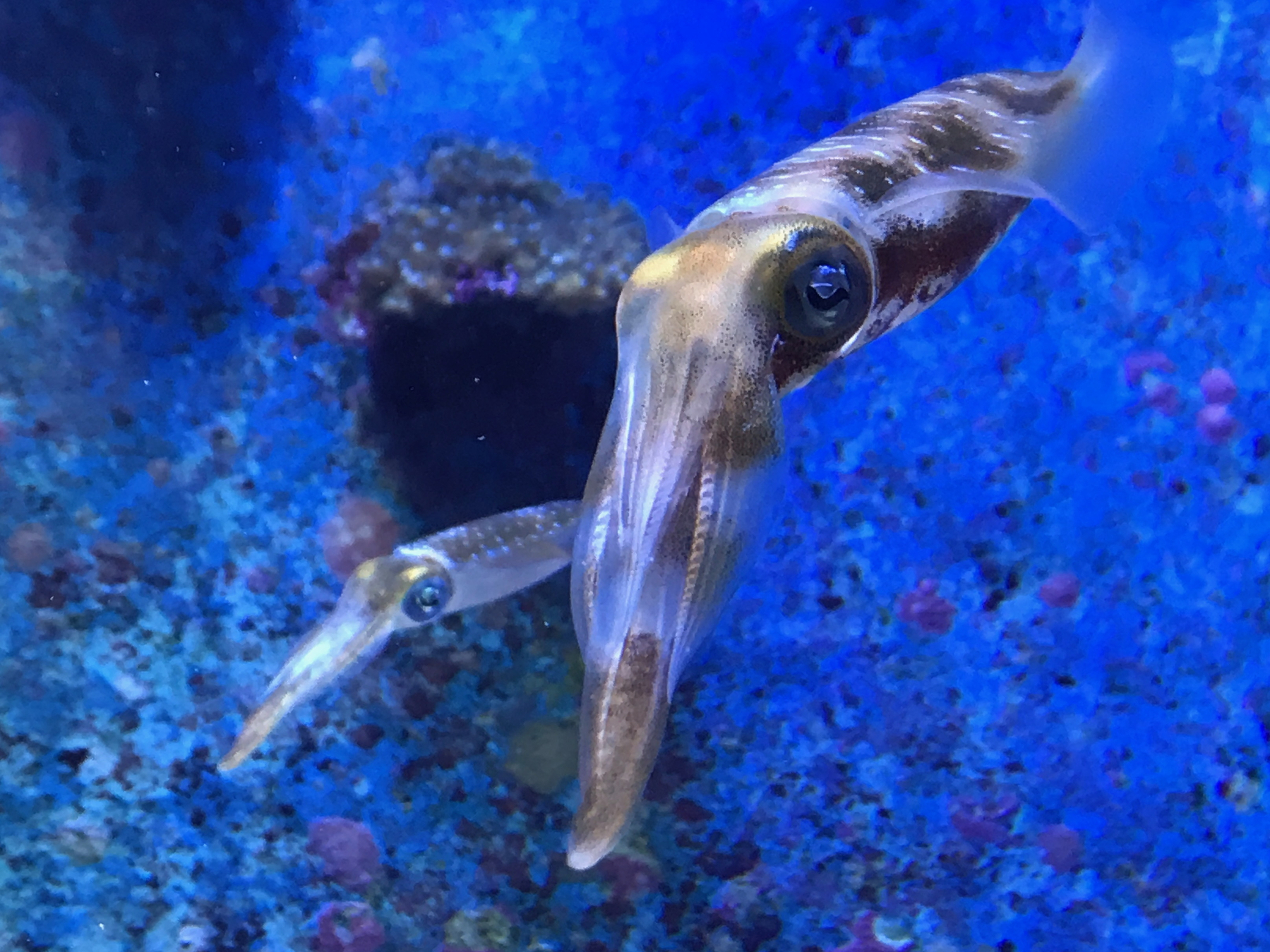 Okinawa Churaumi Aquarium, Japan (4 of 9)-3.
