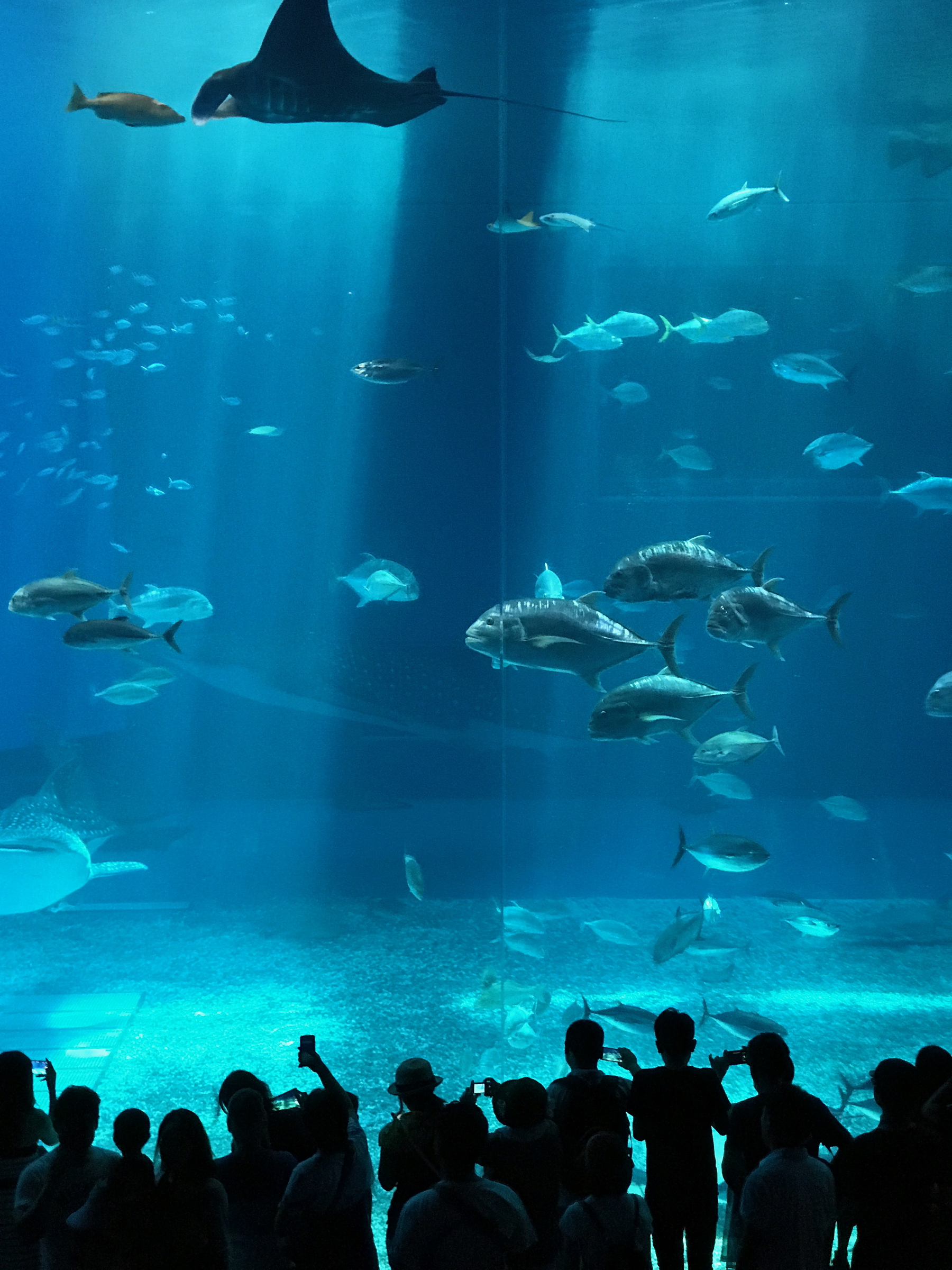 Okinawa Churaumi Aquarium, Japan (4 of 9)-4.