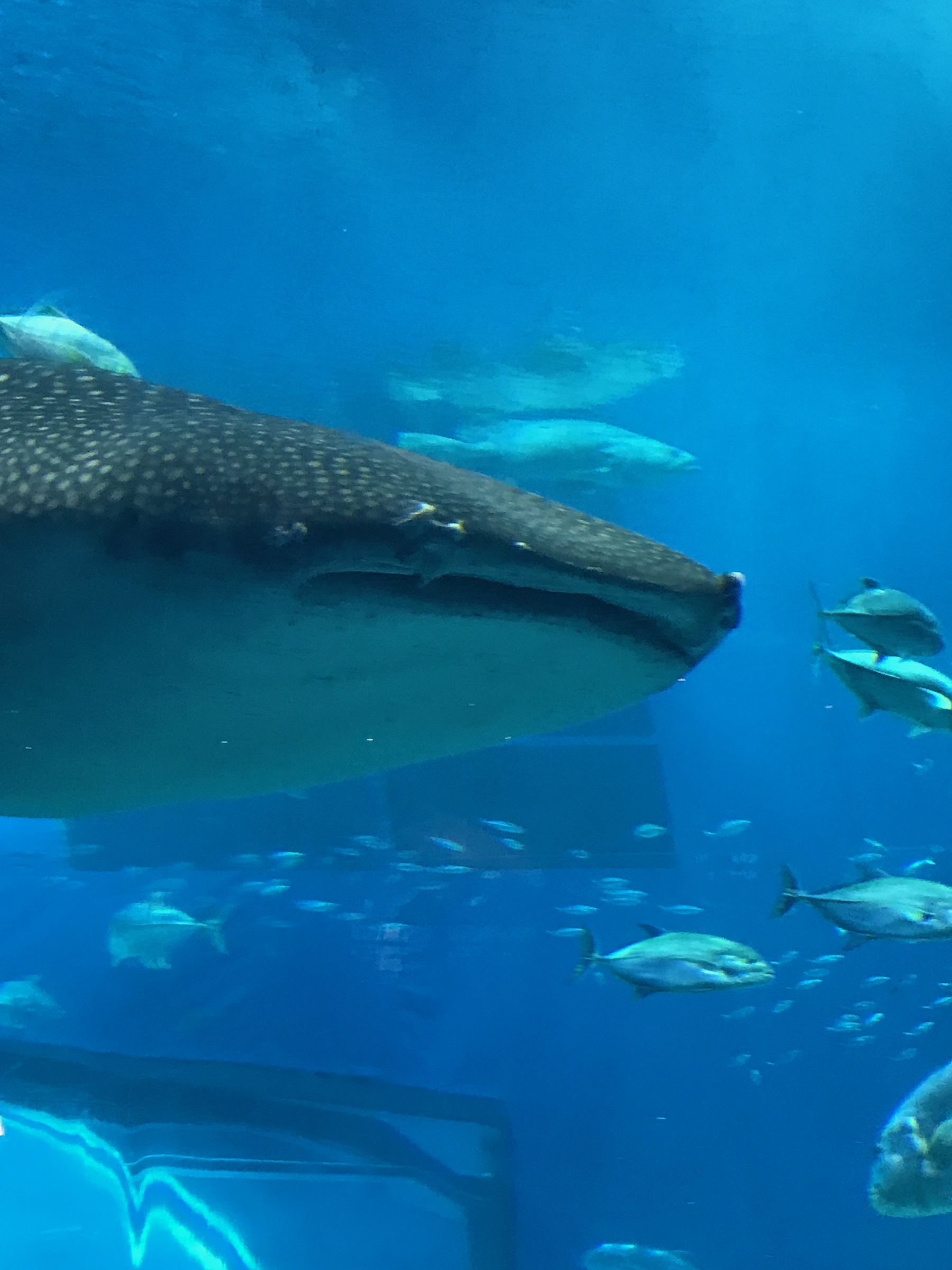 Okinawa Churaumi Aquarium, Japan (4 of 9)-5.