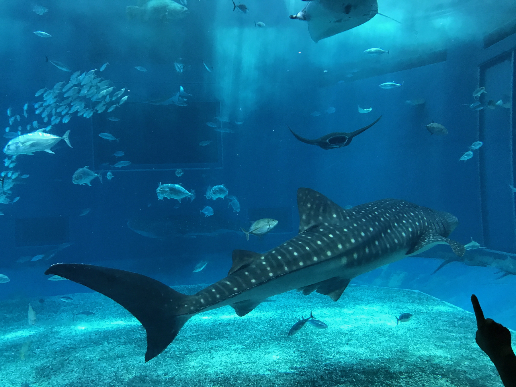 Okinawa Churaumi Aquarium, Japan (5 of 9)-4.
