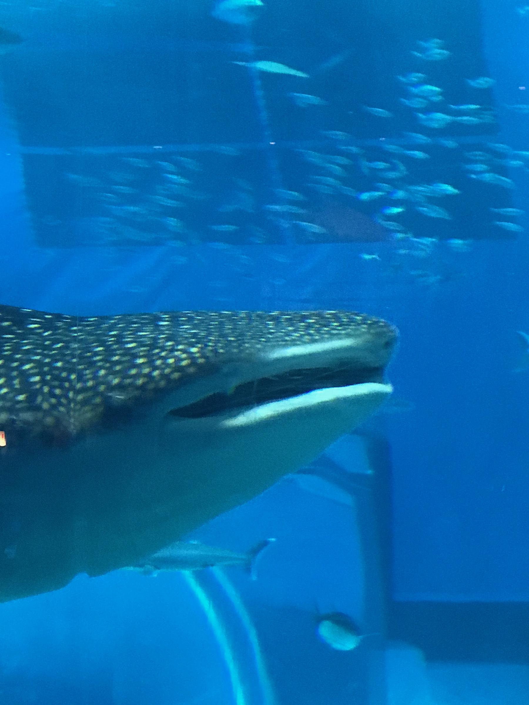 Okinawa Churaumi Aquarium, Japan (5 of 9)-5.