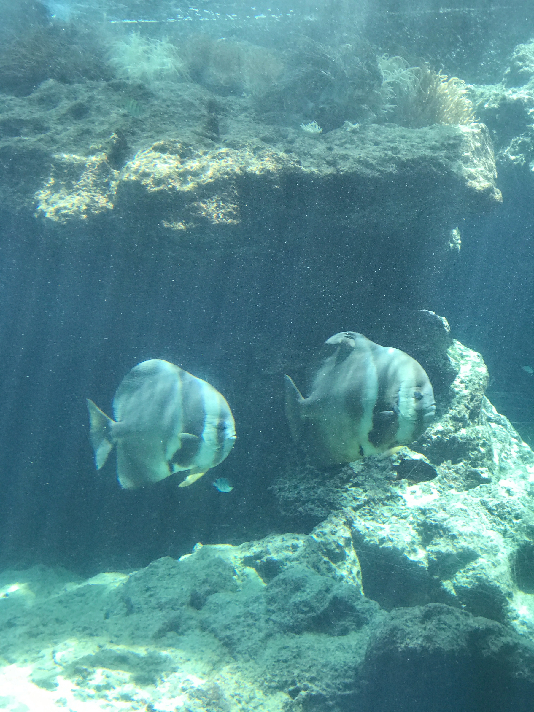 Okinawa Churaumi Aquarium, Japan (5 of 9).
