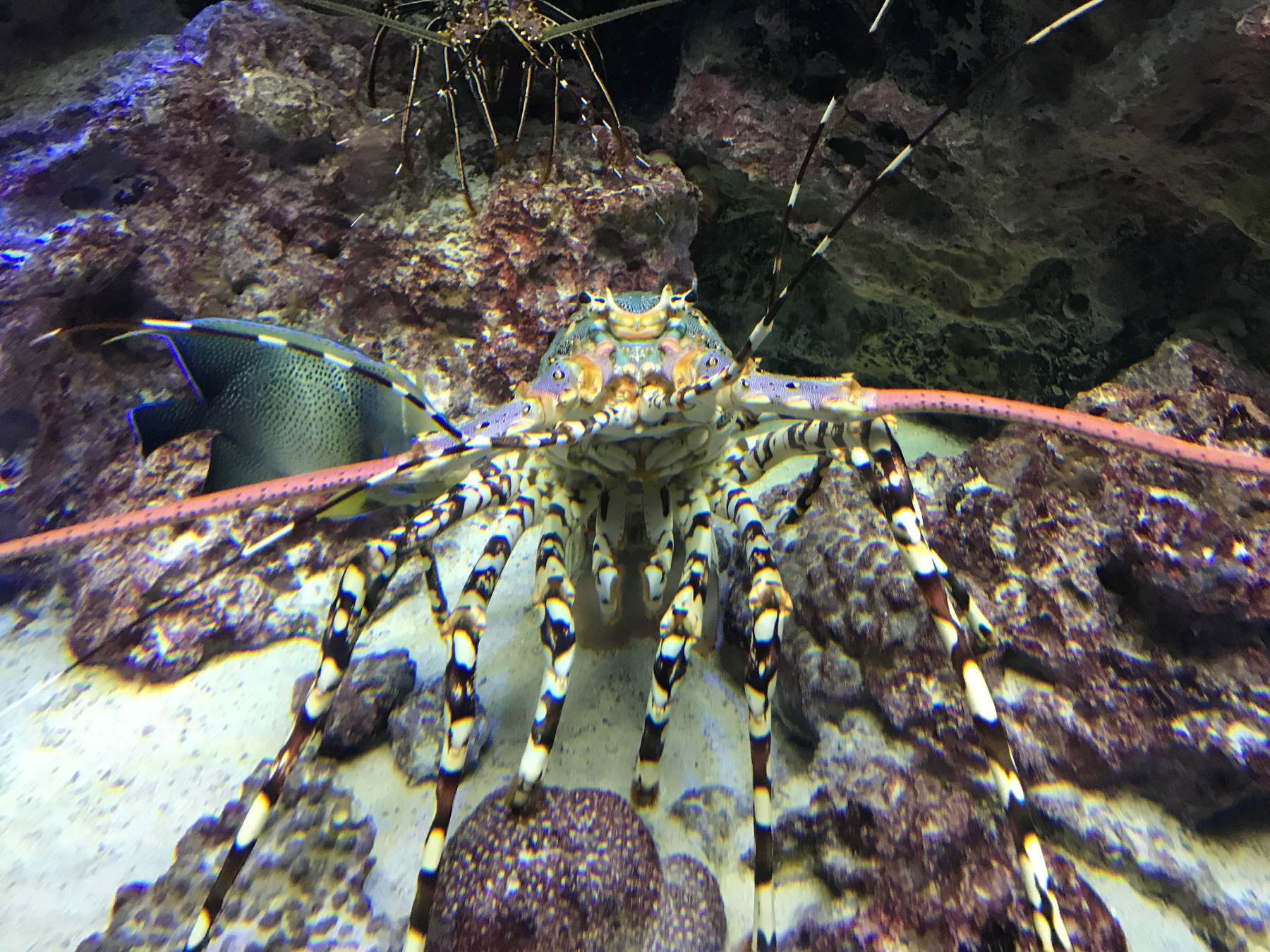 Okinawa Churaumi Aquarium, Japan (6 of 9)-2.