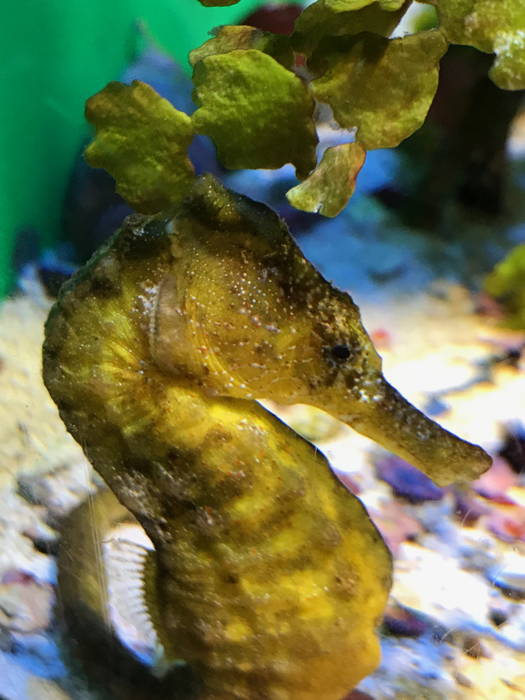 Okinawa Churaumi Aquarium, Japan (6 of 9)-3.