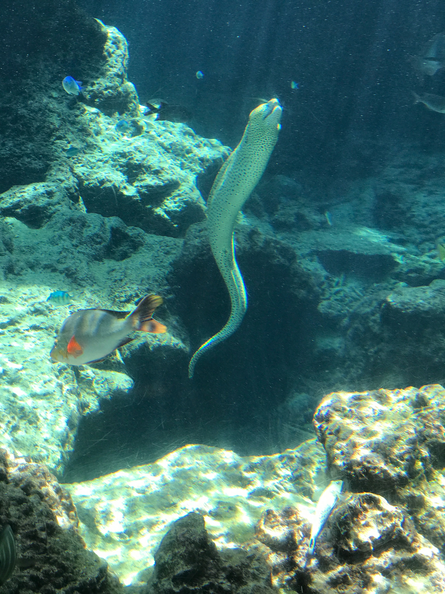 Okinawa Churaumi Aquarium, Japan (6 of 9).