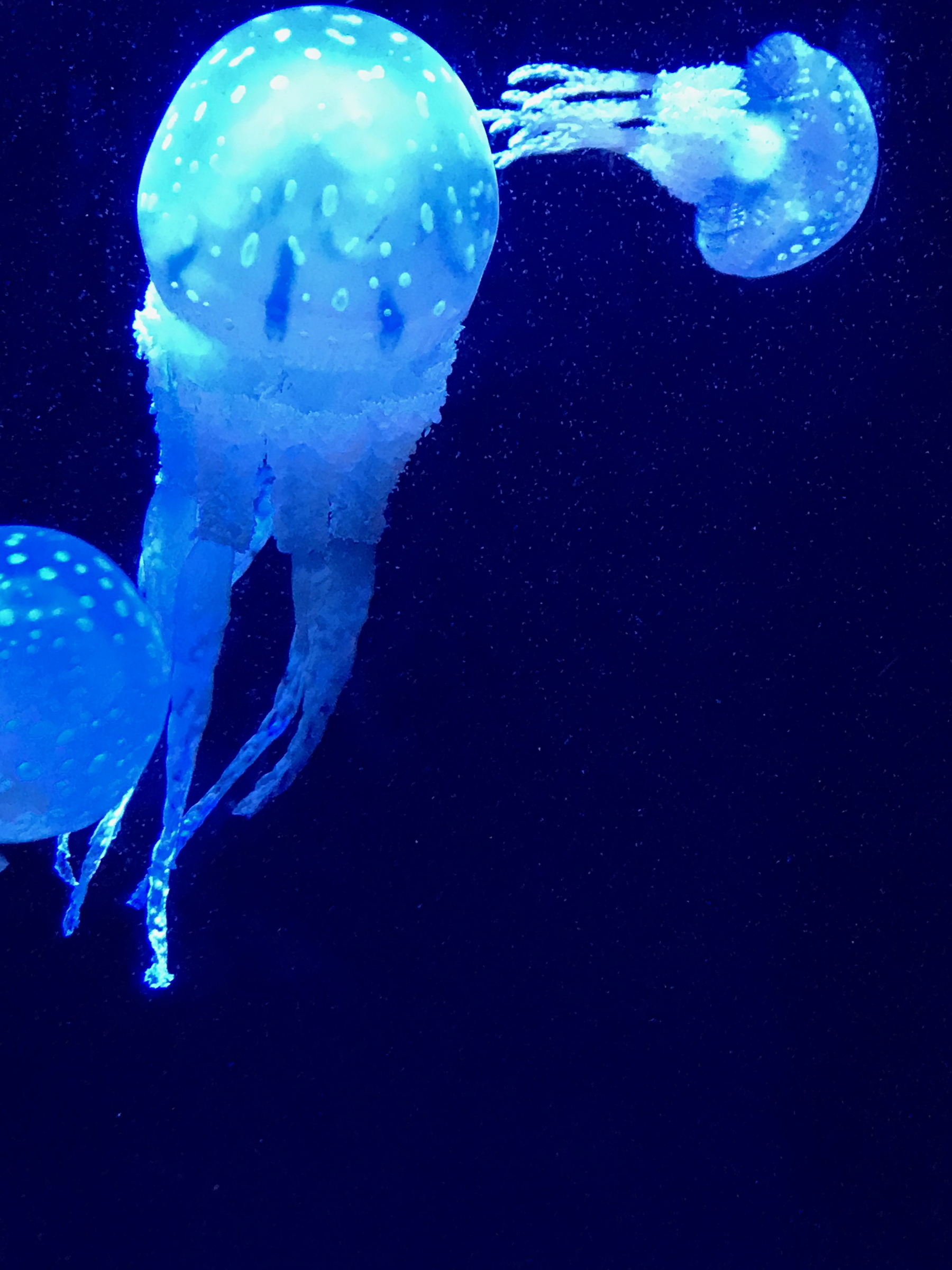 Okinawa Churaumi Aquarium, Japan (7 of 9)-2.