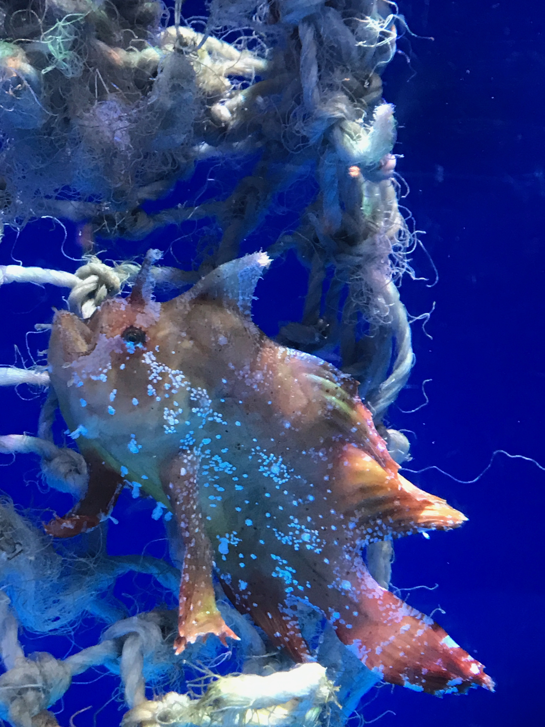Okinawa Churaumi Aquarium, Japan (7 of 9)-3.