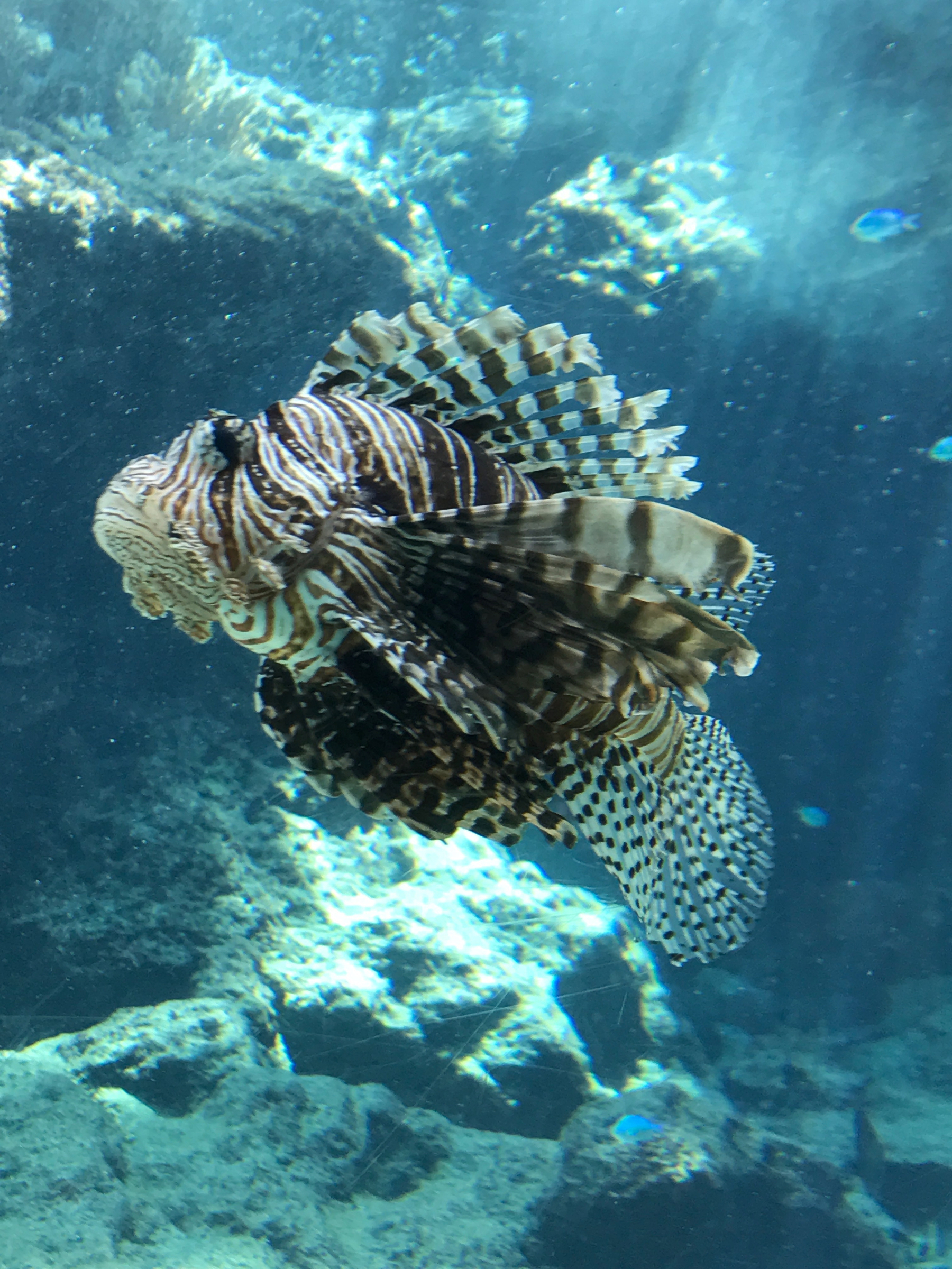 Okinawa Churaumi Aquarium, Japan (7 of 9).