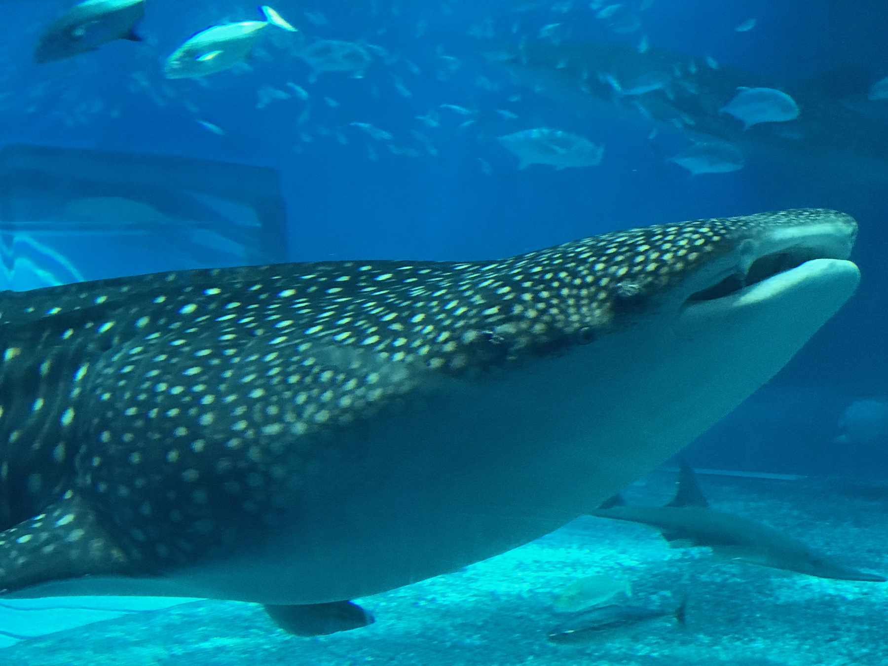 Okinawa Churaumi Aquarium, Japan (8 of 9)-4.
