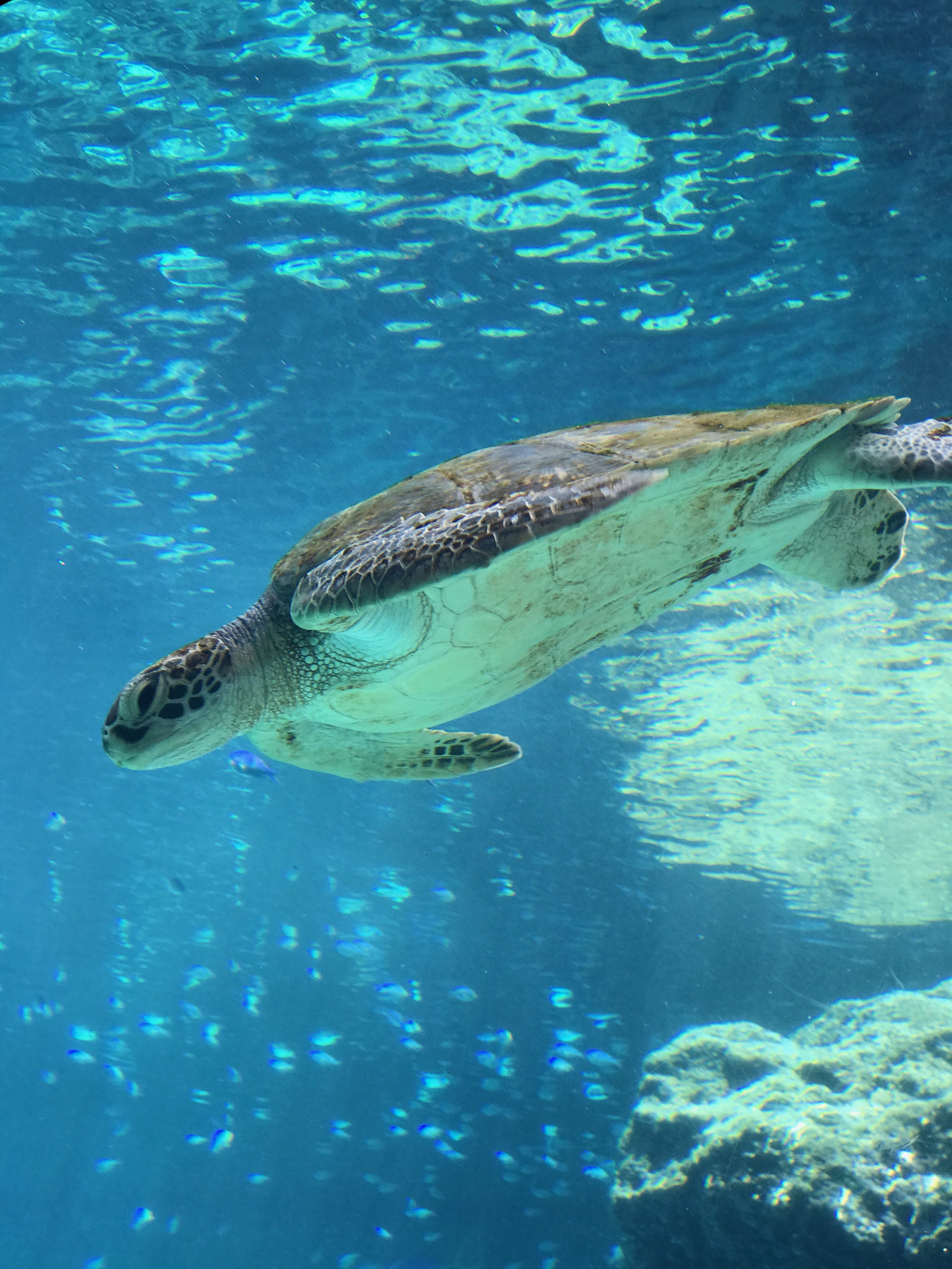 Okinawa Churaumi Aquarium, Japan (8 of 9).