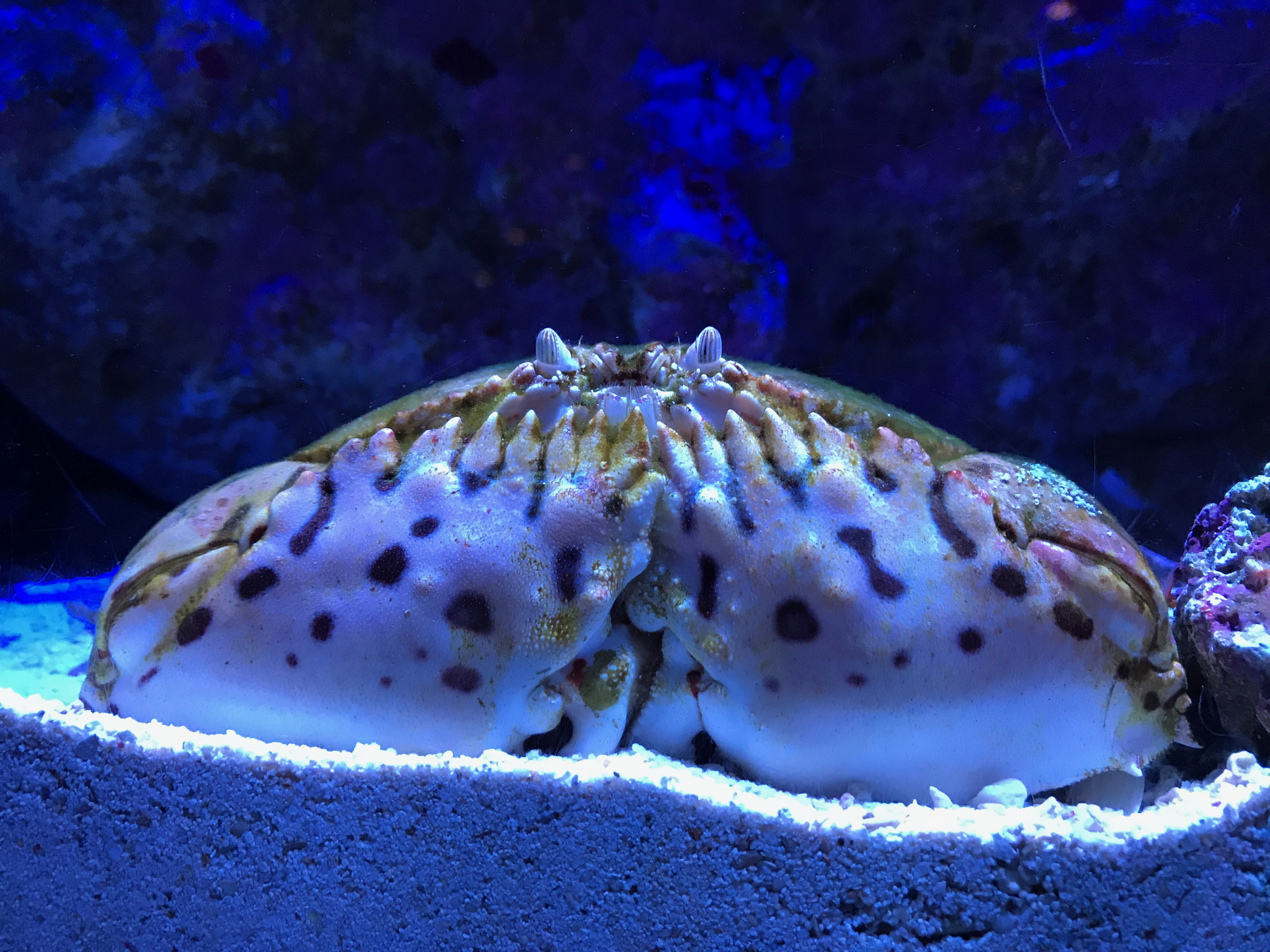 Okinawa Churaumi Aquarium, Japan (9 of 9)-3.