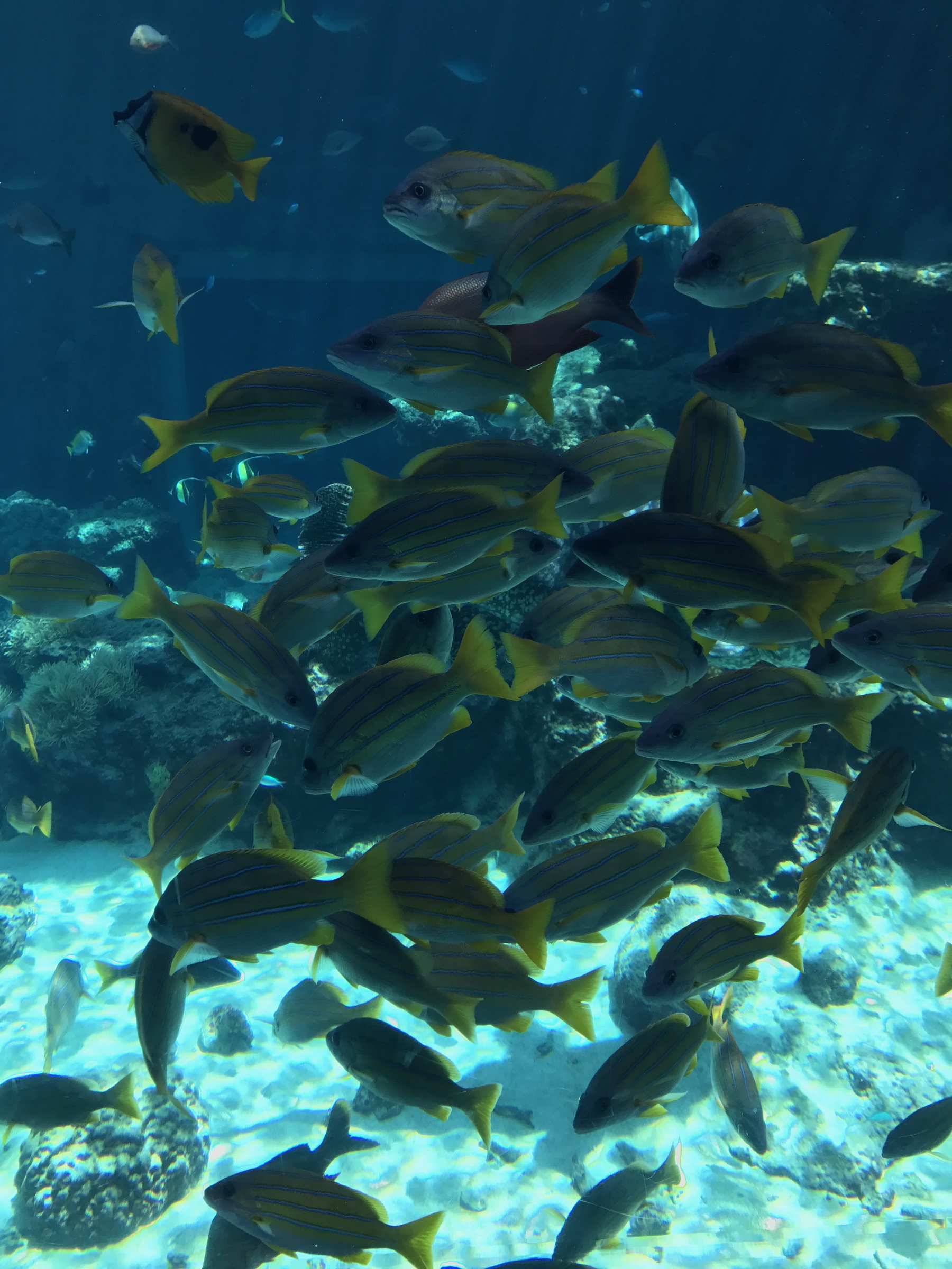Okinawa Churaumi Aquarium, Japan (9 of 9).